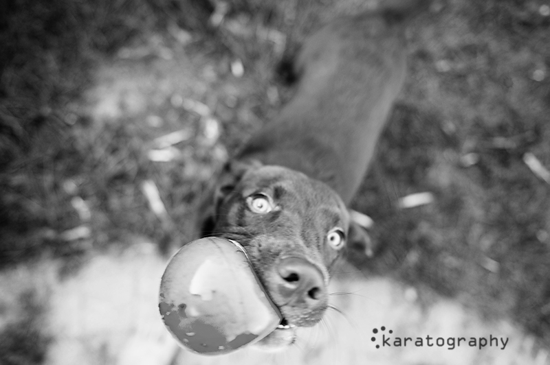 chicago professional pet portrait