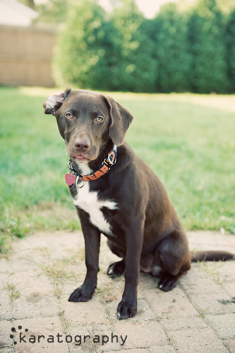 chicago pet photographer