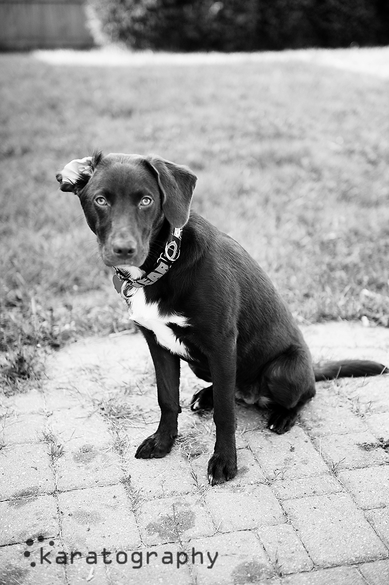 dog portrait chicago
