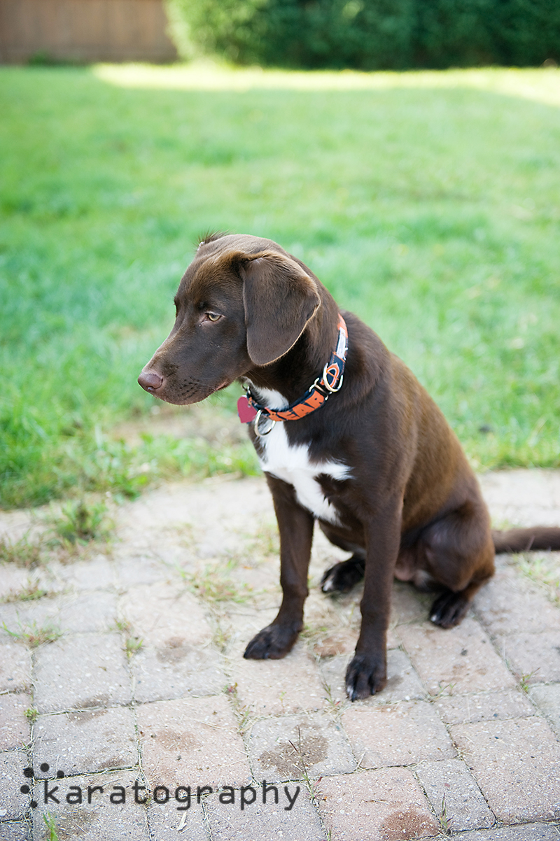 chicago pet portrait