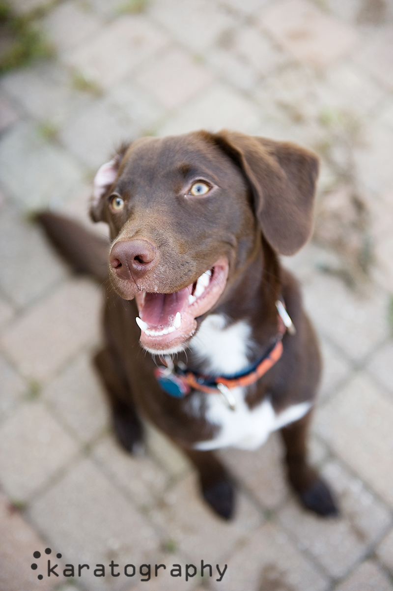 chicago pet photography