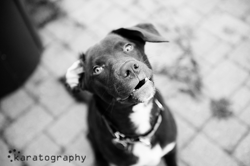 chicago pet photographer