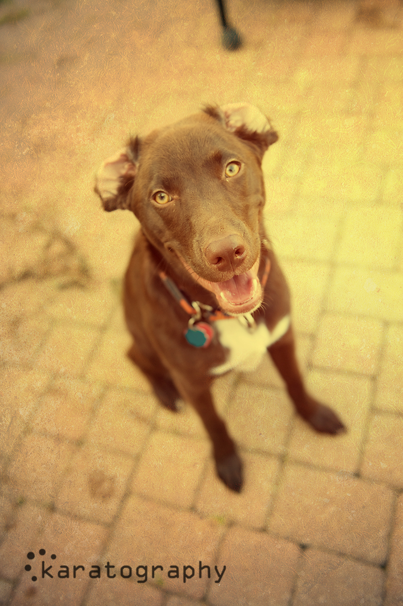 chicago pet photographer