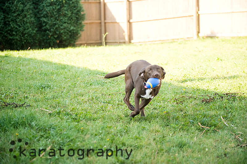 chicago pet photographer